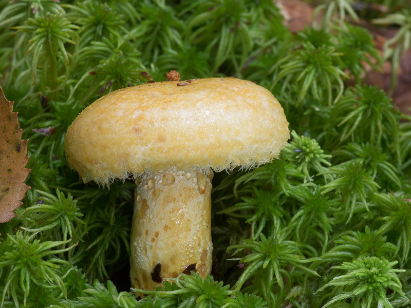 Lactarius repraesentaneus